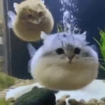 catfish creations