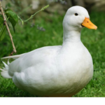 Quack quack little duck
