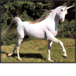 TheRainbowUnicornFanClub
