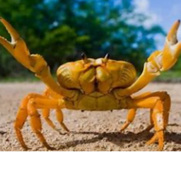 cash crab of cash grab