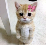 AestheticRosesssYt
