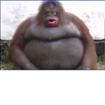 FuriousWolfyy