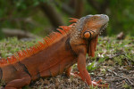 Iguana lettuce