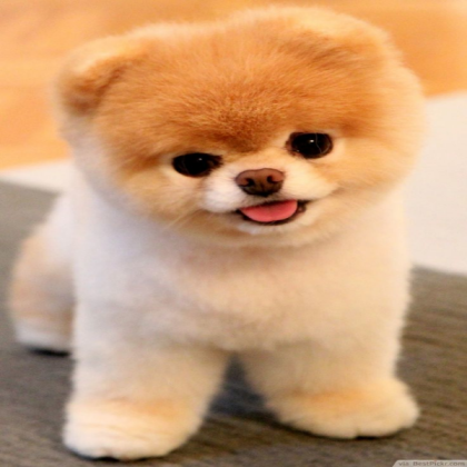 Cute Dog Roblox decal