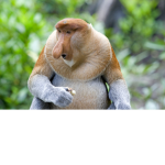 monke club monke is cool