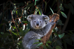 Mob Of Koala