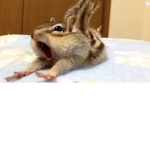 CrazyChipmunkz