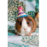 Gertrude Guinea pig and friends