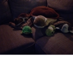 Offical Turtle squad