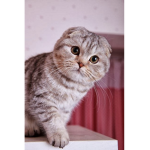 Amber Kat