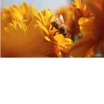Buzzy._.bees123