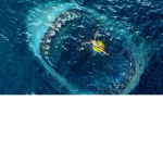 shark open wide