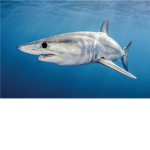 Sharkbombers