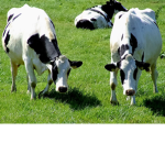 THE COWS of 237