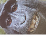 The monkey freinds
