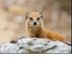 real mongoose gamers