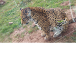Baby Leopard