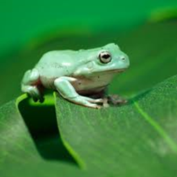 Frog Game[BETA]