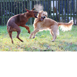 Doggo Colloseum