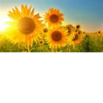 .+~Sunflower Squad~+.