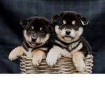 The Shiba Inu Puppies :D