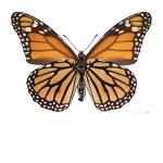 The butterfly group - butterflies