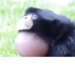 Monkey's Business