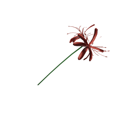 Spider Lily