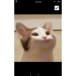 The amazing cat heads