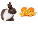 Orange Bunny CAFE