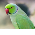 Cute birds :)