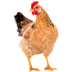 chicken masters of armienia