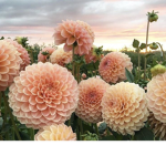 Flower official Group!