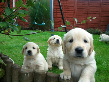 [READ DESC]Galaxy Runner