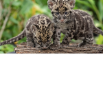 Clouded leopard fan club