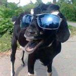 Goaty Cult