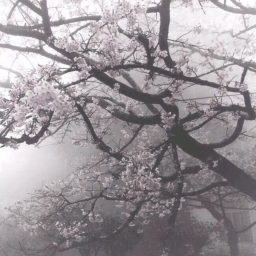 霜