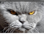 The mad kitty’s