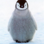 Penguin_nice