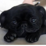 PUG FAN GROUP!!!!! (only for my friends i know)