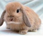 para mis conejosssss