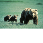 🐻🐻🐻 Bear Army 🐻🐻🐻