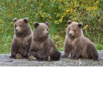 Beary Chocolate