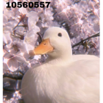 *duckiez*