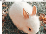 Preppy Bunny's!