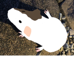 Guineapigs Squad