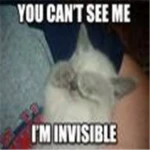 invisible kitty Roblox decal preview