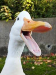 Goofy geese;))