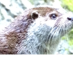 Otter Jr