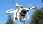 pug Obby squad